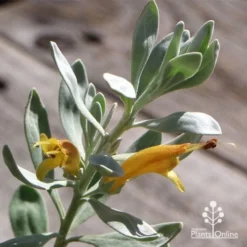 Eremophila Blue Horizon - Emu Bush -Foliage Flair Shop apo blue horizon flowers