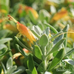 Eremophila Blue Horizon - Emu Bush -Foliage Flair Shop apo blue horizon july