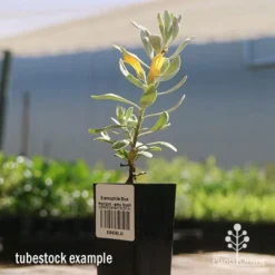 Eremophila Blue Horizon - Emu Bush -Foliage Flair Shop apo blue horizon tubestock flowering