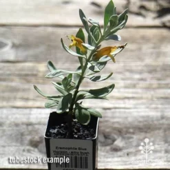 Eremophila Blue Horizon - Emu Bush -Foliage Flair Shop apo blue horizon tubestock top
