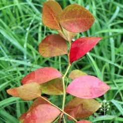 Blueberry Powder Blue -Foliage Flair Shop apo blueberry powder blue autumn