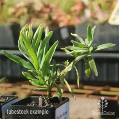 Grevillea Bonnie Prince Charlie -Foliage Flair Shop apo bonnie prince charlie grevillea tubestock