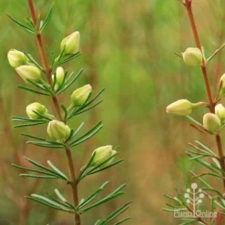 Boronia Clavata - Bremer Boronia 9 Boronia Clavata - Bremer Boronia -Foliage Flair Shop apo boronia clavata close