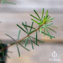 Boronia Clavata - Bremer Boronia 8 Boronia Clavata - Bremer Boronia -Foliage Flair Shop apo boronia clavata foliage