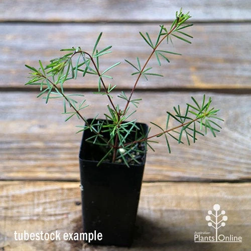 Boronia Clavata - Bremer Boronia 2 Boronia Clavata - Bremer Boronia - Image 2