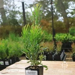Grevillea Bonnie Prince Charlie -Foliage Flair Shop apo bpc tubestock side