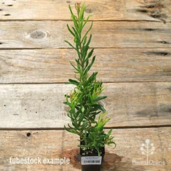 Grevillea Bonnie Prince Charlie -Foliage Flair Shop apo bpc tubestock tall