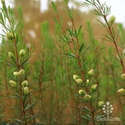 Boronia Clavata - Bremer Boronia 7 Boronia Clavata - Bremer Boronia -Foliage Flair Shop apo bremer boronia