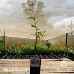 Blueberry Brightwell -Foliage Flair Shop apo britewell tubestock side