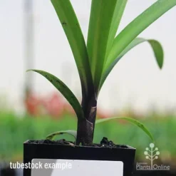 Agapanthus Buccaneer -Foliage Flair Shop apo buccaneer purple stem