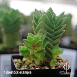 Crassula Buddha’s Temple - Succulent -Foliage Flair Shop apo buddhas temple baby buddhas