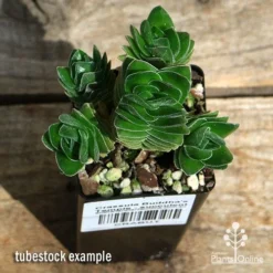 Crassula Buddha’s Temple - Succulent -Foliage Flair Shop apo buddhas temple cluster above