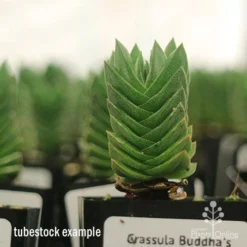 Crassula Buddha’s Temple - Succulent -Foliage Flair Shop apo buddhas temple tall