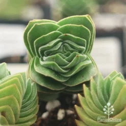 Crassula Buddha’s Temple - Succulent -Foliage Flair Shop apo buddhas temple top