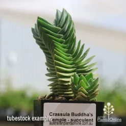 Crassula Buddha’s Temple - Succulent -Foliage Flair Shop apo buddhas temple tubestock