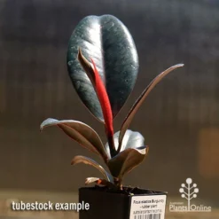 Ficus Elastica Burgundy - Rubber Plant -Foliage Flair Shop apo burgundy rubber plant tubestock