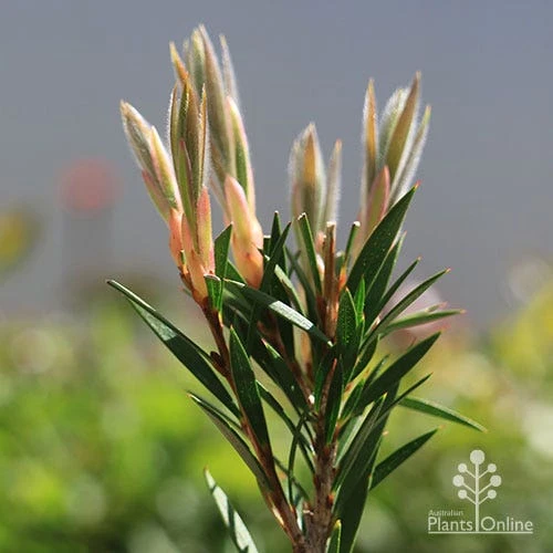 Callistemon Summer Days™ 5 Callistemon Summer Days™ - Image 5