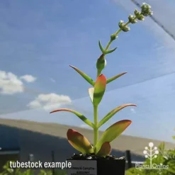 Crassula Campfire - Succulent -Foliage Flair Shop apo campfire flowering green phase