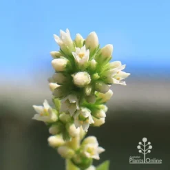 Crassula Campfire - Succulent -Foliage Flair Shop apo campfire flowers closeup