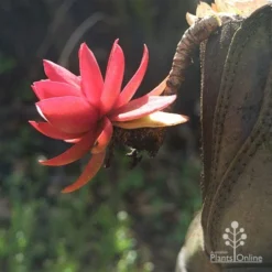 Crassula Campfire - Succulent -Foliage Flair Shop apo campfire in boot