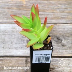 Crassula Campfire - Succulent -Foliage Flair Shop apo campfire tubestock