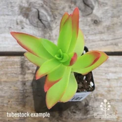 Crassula Campfire - Succulent -Foliage Flair Shop apo campfire tubestock top