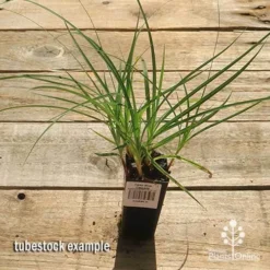 Carex Blue Cascade -Foliage Flair Shop apo carex blue tubestock top