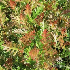 Grevillea Carpet Layer 14 Grevillea Carpet Layer -Foliage Flair Shop apo carpet layer carpet