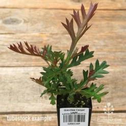 Grevillea Carpet Layer 12 Grevillea Carpet Layer -Foliage Flair Shop apo carpet layer grevillea tubestock