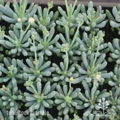 Senecio Chalk Sticks - Succulent 16 Senecio Chalk Sticks - Succulent -Foliage Flair Shop apo chalk sticks dwarf plug plants