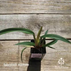 Dianella Cherry Red 21 Dianella Cherry Red -Foliage Flair Shop apo cherry red tubestock top