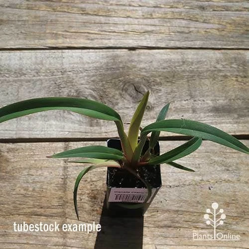 Dianella Cherry Red 11 Dianella Cherry Red - Image 11