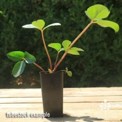 Hellebore Cinnamon Snow - Winter Rose -Foliage Flair Shop apo cinnamon snow hellebore tubestock