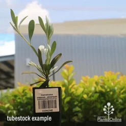 Convolvulus Cneorum - Silverbush 15 Convolvulus Cneorum - Silverbush -Foliage Flair Shop apo cneorum tubestock