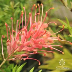 Grevillea Coconut Ice -Foliage Flair Shop apo coconut ice flower full open