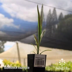 Cordyline Australis Choc Mint -Foliage Flair Shop apo cordyline choc mint tubestock