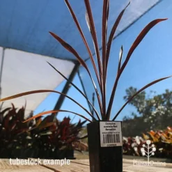 Cordyline Australis Red Sensation 15 Cordyline Australis Red Sensation -Foliage Flair Shop apo cordyline red sensation tubestock nursery