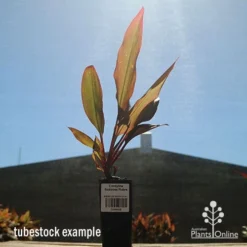 Cordyline Fruticosa Rubra -Foliage Flair Shop apo cordyline rubra tubestock sun