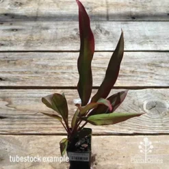 Cordyline Fruticosa Rubra -Foliage Flair Shop apo cordyline rubra tubestock top