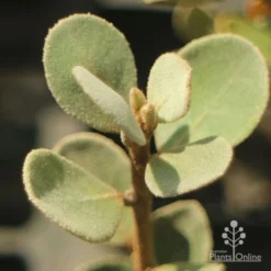 Correa Alba 7 Correa Alba -Foliage Flair Shop apo correa alba foliage