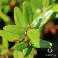 Correa Dinner Bells -Foliage Flair Shop apo correa dinner bells foliage