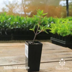 Correa Dusky Bells -Foliage Flair Shop apo correa dusky bells