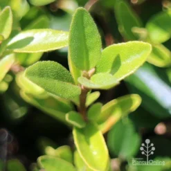 Correa Dusky Bells -Foliage Flair Shop apo correa dusky bells foliage