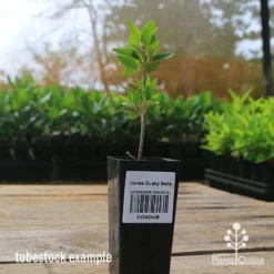 Correa Dusky Bells -Foliage Flair Shop apo correa dusky bells tubestock