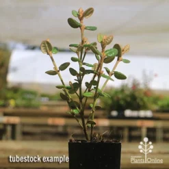 Correa Nummulariifolia - Roundleaf Correa -Foliage Flair Shop apo correa nummularifolia tubestock