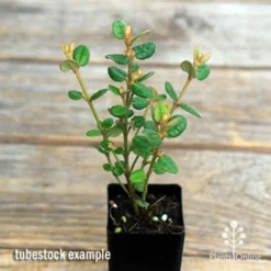 Correa Nummulariifolia - Roundleaf Correa -Foliage Flair Shop apo correa nummularifolia tubestock top