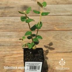 Correa Nummulariifolia - Roundleaf Correa -Foliage Flair Shop apo correa nummulariifolia tubestock