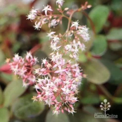 Crassula Purple Dragon - Fairy Crassula -Foliage Flair Shop apo crassula purple dragon flower cluster large