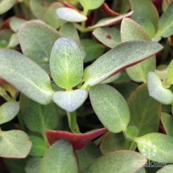 Crassula Purple Dragon - Fairy Crassula -Foliage Flair Shop apo crassula purple dragon green