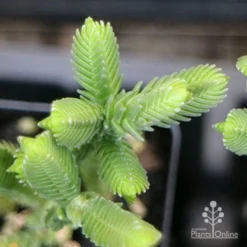Crassula - Watchchain, Rat Tail Succulent -Foliage Flair Shop apo crassula watch chain close